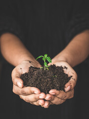 World environment day concept: a woman hand holding seed tree with soil, stock photos.