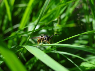 Wasp (vespula vulgaris) in the green, fresh grass in the garden.