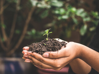 World environment day concept: a woman hand holding seed tree with soil, stock photos.