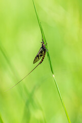 Adult mayfly, ephemera danica, resting on a blade of grass