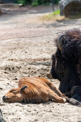 Fototapeta premium Young bison calf lies beside his mama