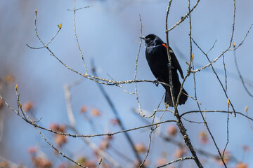 Male Red winged Blackbird