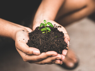 World environment day concept: a woman hand holding seed tree with soil, stock photos.
