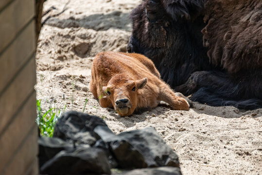 Young bison calf lies beside his mama