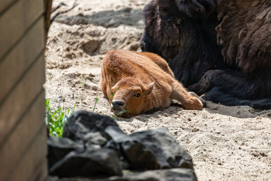 Young bison calf lies beside his mama