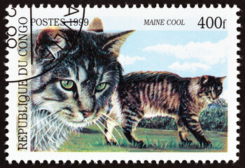Maine Coon cats (Congo 1999)
