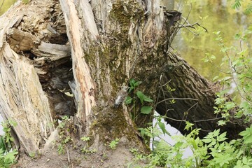 A small grey bird on a tree