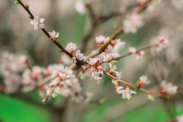 Close up of tree blossom across blue sky