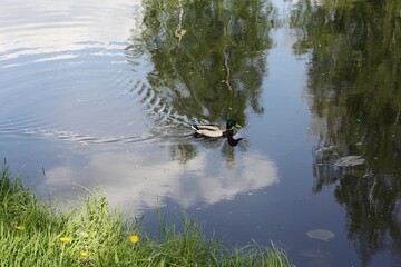 Beautiful duck swims in the lake view