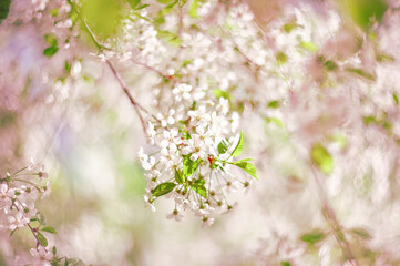 A beautiful spring cherry tree in the garden blooms on a blurry peaceful blue background. Blurred background