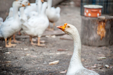A free-range duck farm with a flock of birds. Ducks, geese and drakes walk around the farm. Close up
