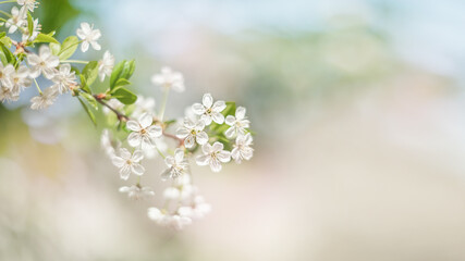 A beautiful spring cherry tree in the garden blooms on a blurry peaceful blue background. Blurred background.