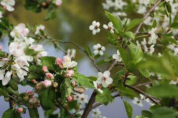 Tree with beautiful pink flowers in the garden