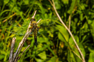 A four-spot dragonfly sits on a branch, Libellula quadrimaculata