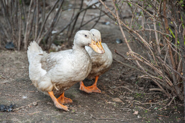 Naklejka na ściany i meble A free-range duck farm with a flock of birds. Two ducks walk around the farm. Close up