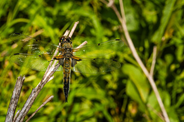 A four-spot dragonfly sits on a branch, Libellula quadrimaculata