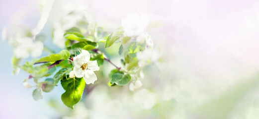 Obraz na płótnie Canvas A beautiful spring Apple tree in the garden blooms on a blurry peaceful blue background. Banner.