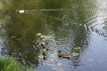 Duck with ducklings swimming in the lake