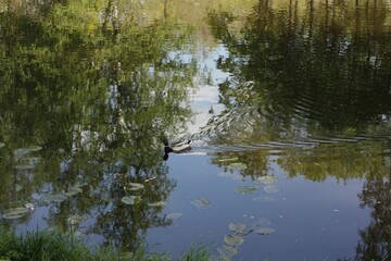 Obraz na płótnie Canvas Beautiful duck swims in the lake view