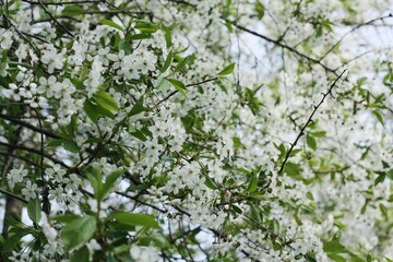 Tree with beautiful white flowers in the garden