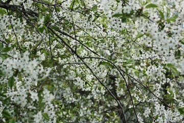 Tree with beautiful white flowers in the garden