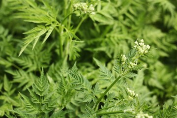 Beautiful green plant with white flowers macro