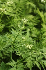 Beautiful green plant with white flowers macro