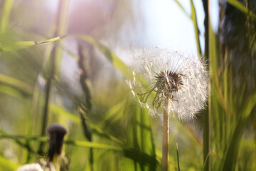 One beautiful dandelion in summer