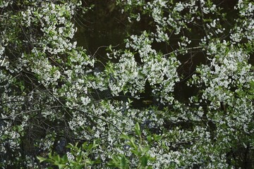 Tree with beautiful white flowers in the garden