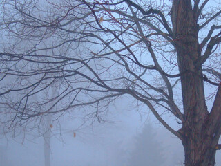 Fog