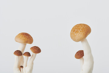 しめじ　マッシュルーム