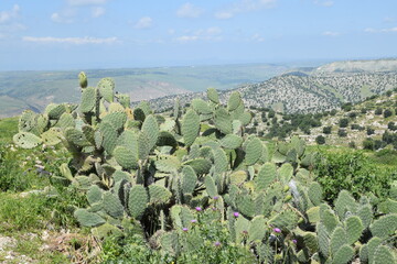Large cacti in the ruins of Umm Qais, Jordan
