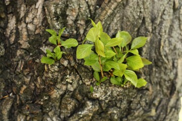 New green branches grow from the tree
