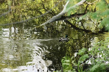 Beautiful duck swims in the lake view