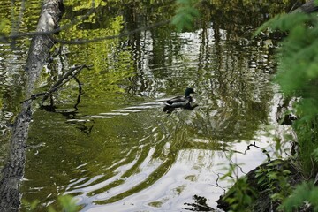 Beautiful duck swims in the lake view