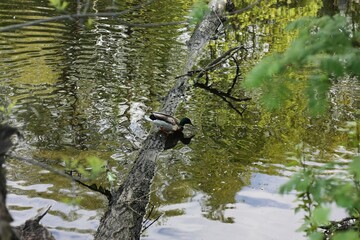 Beautiful duck swims in the lake view