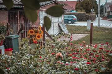 a beautiful garden in the yard with flowers in various colors