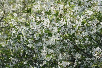 Tree with beautiful white flowers in the garden