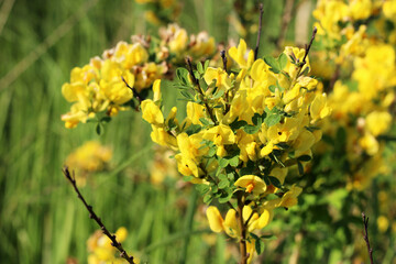 Yellow field small flowers in the park