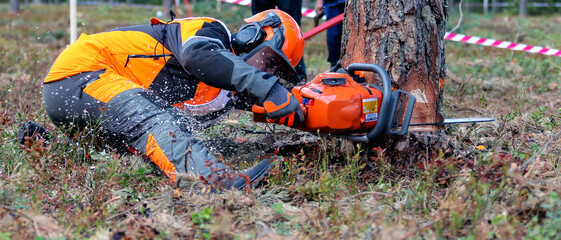 Lumberjack saws a tree with a chainsaw in a cutting area.