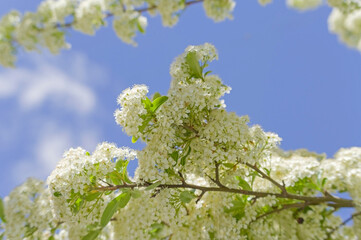 White flowers of the hawthorn on a spring day