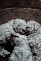 white puppies sleep in the house