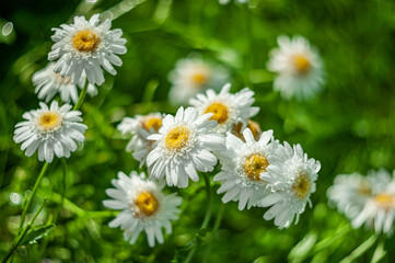 White flowers of double chrysanthemum with a yellow center, grow in the garden. Spring garden...