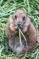 Prairie dog enjoys the warmth in the sun