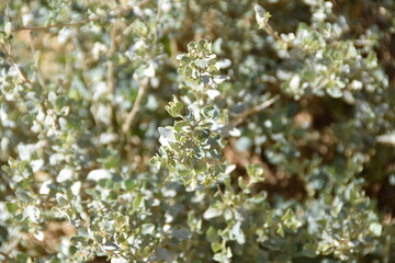 Atriplex halimus growing in the Shaumari Wildlife Reserve, Jordan
