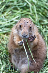 Prairie dog enjoys the warmth in the sun