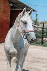 white beautiful horse on the ranch