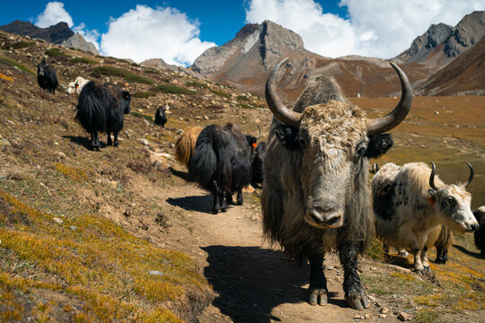 Yak