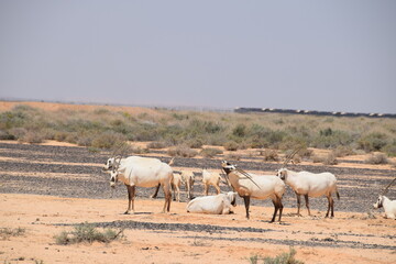 Naklejka na ściany i meble Herd of wild Arabian Oryx in the savannah of the Shaumari Wildlife Reserve (nature reserve) with their babys in al-Azraq, Jordan