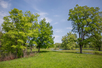 Fototapeta na wymiar oaks in a spring green meadow, lake shore